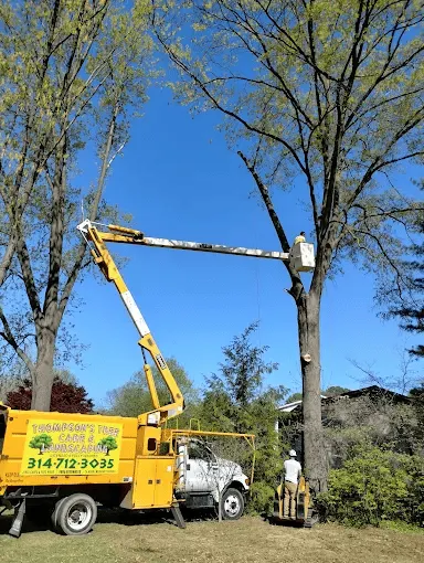 Jodie Thompson, owner of Thompson's Tree Care & Landscaping in Saint Louis, MO