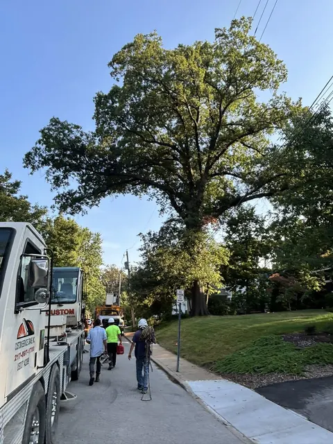 Dangerous tree removal in Saint Louis