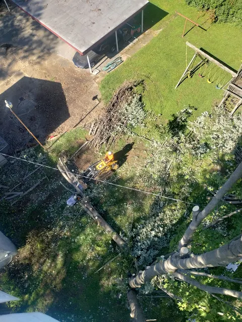 Tree trimming and pruning in Saint Louis