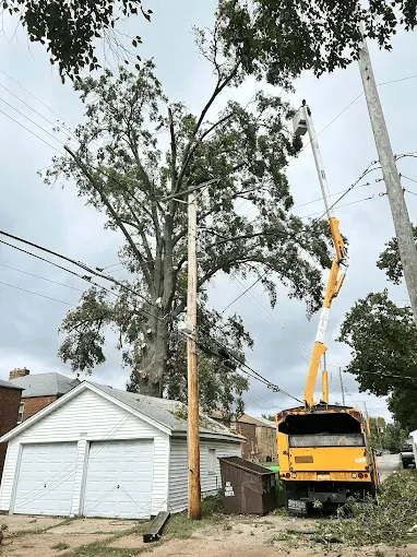Dangerous tree removal near structure in Saint Louis MO by Thompson's Tree Care