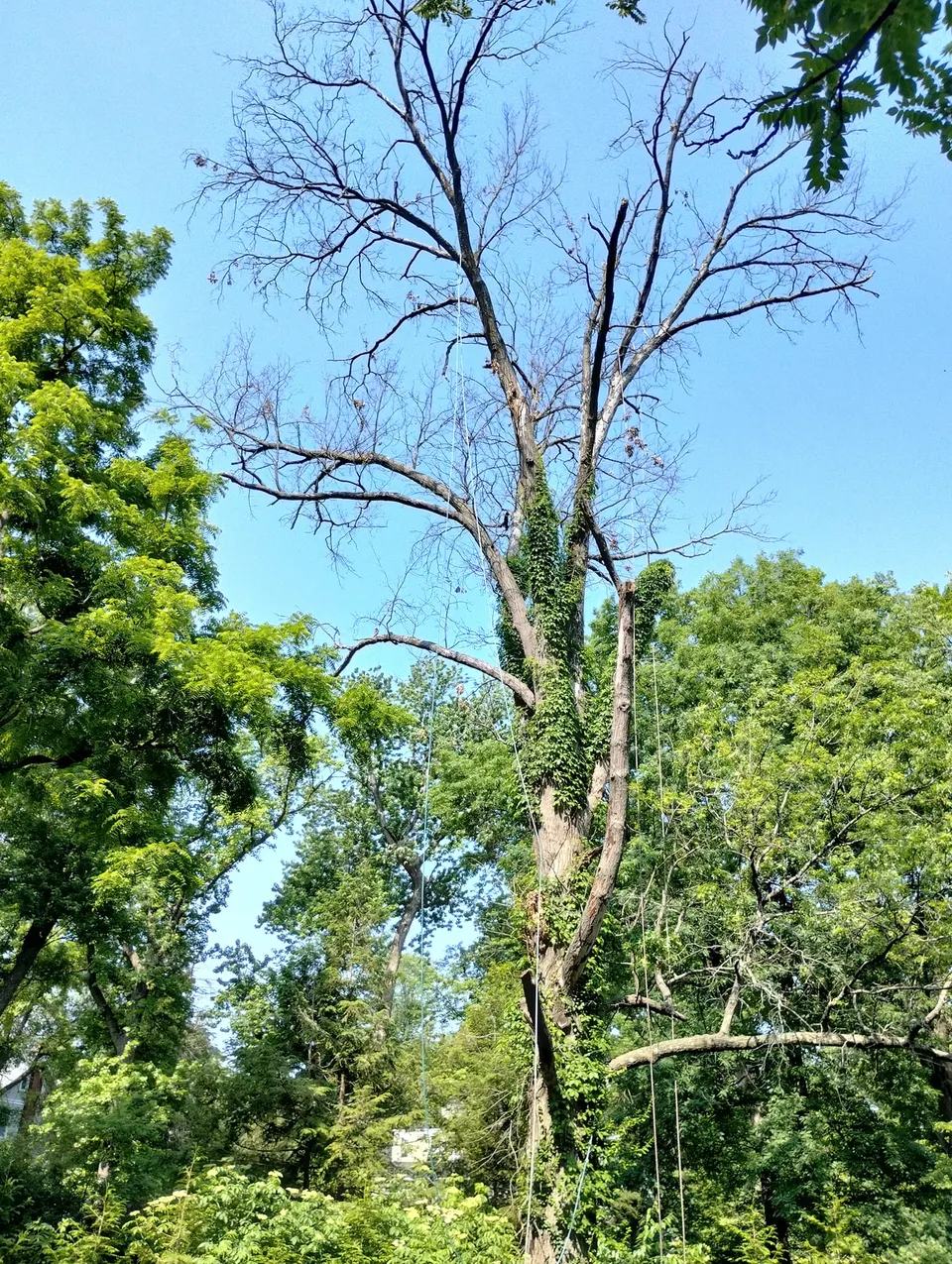 Arborist inspecting tree for removal in Saint Louis