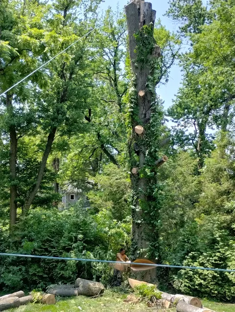 Emergency tree service in Saint Louis
