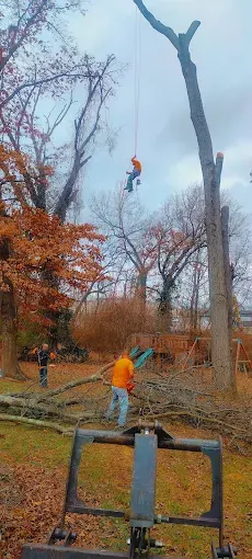 Professional tree removal service in Saint Louis MO by Thompson's Tree Care
