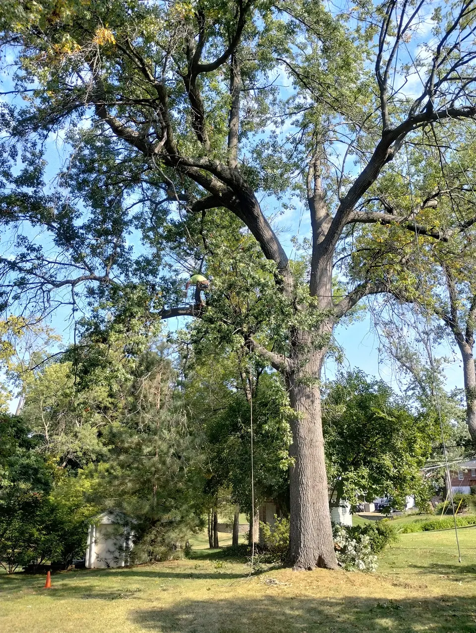 Full, naturally shaped canopy of a mature oak in a St. Louis neighborhood