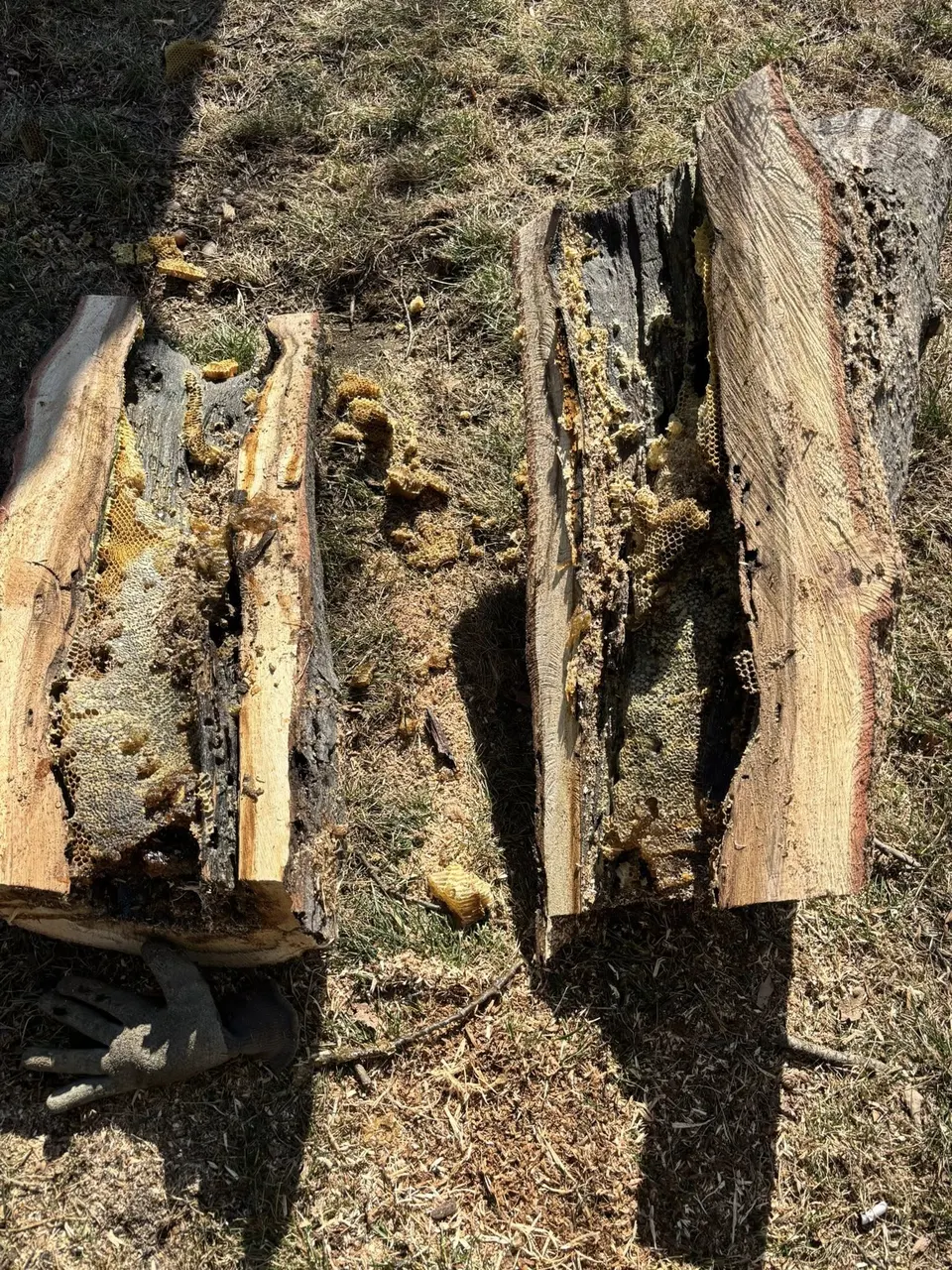 Storm damaged tree emergency removal in Saint Louis