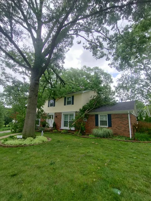 Tree cabling and bracing for heritage trees in Belleville, IL