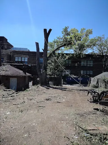 Thompson's Tree Care crew performing tree work in Saint Louis Missouri