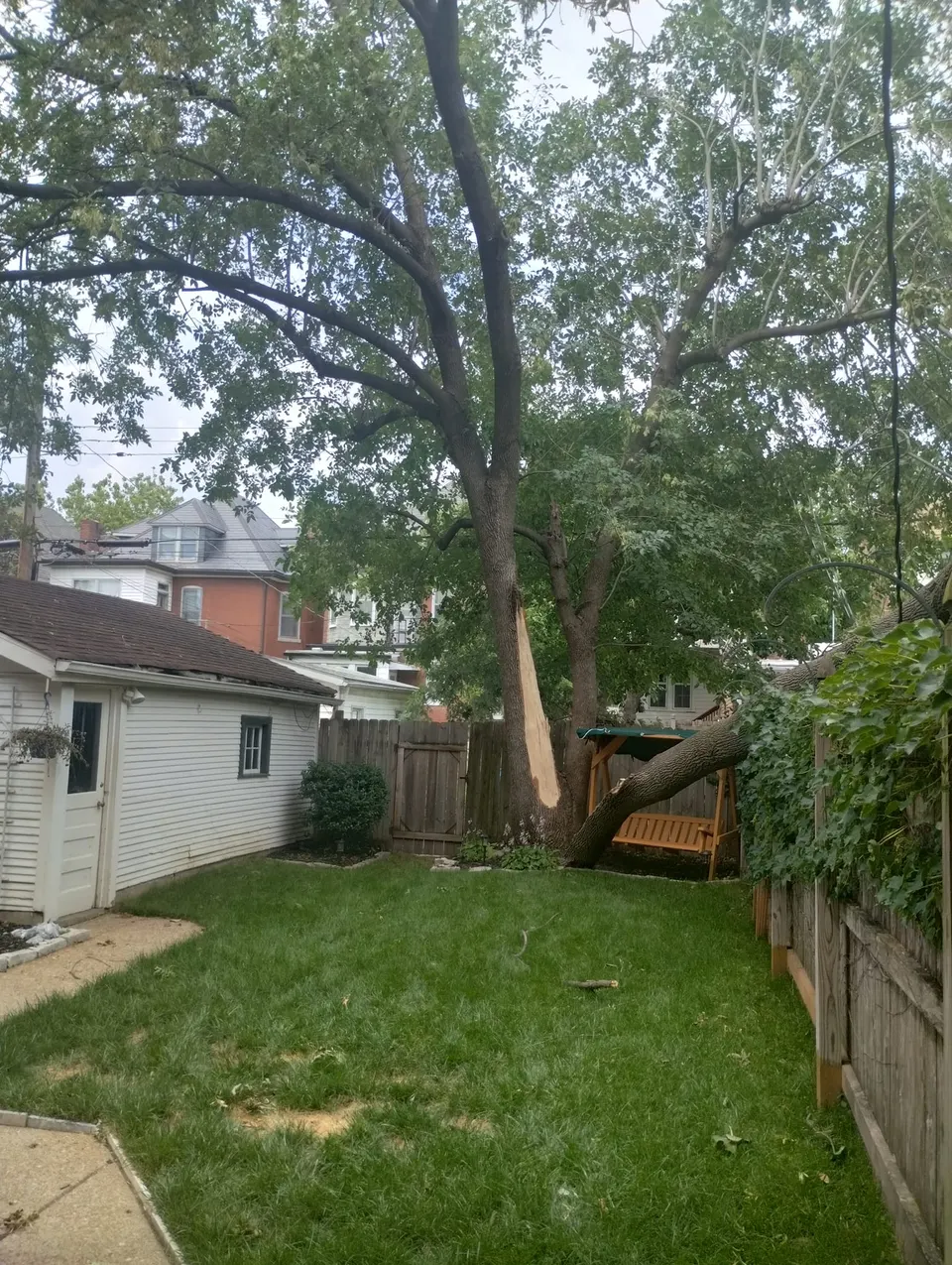 Professional tree cabling and bracing installation in Saint Louis MO