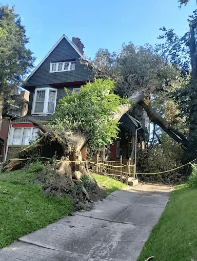 Emergency tree service response for storm damage in Saint Louis MO