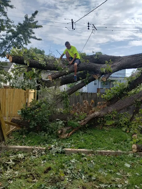 Emergency storm damage tree service in Florissant, MO