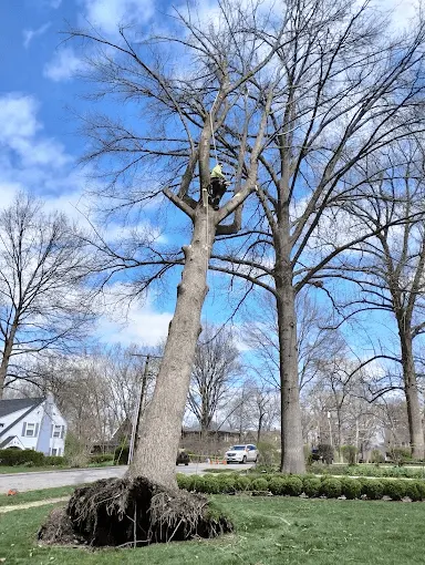 Certified arborist assessing tree health in Saint Louis MO