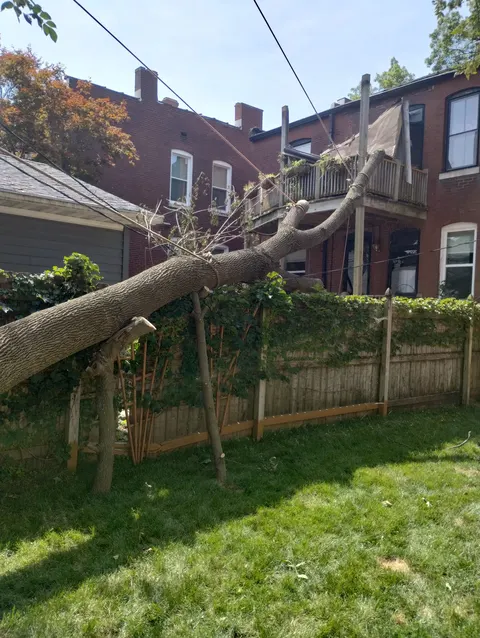 Storm-damaged tree limb removal near historic brick homes in the Belleville, IL area