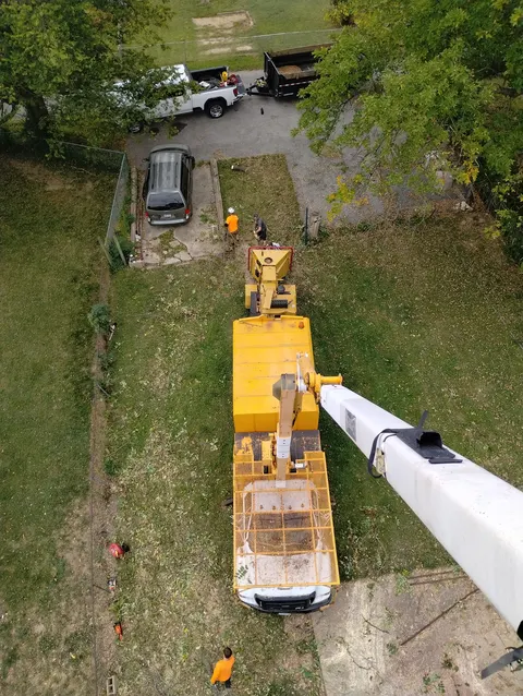 Large tree removal in Saint Louis