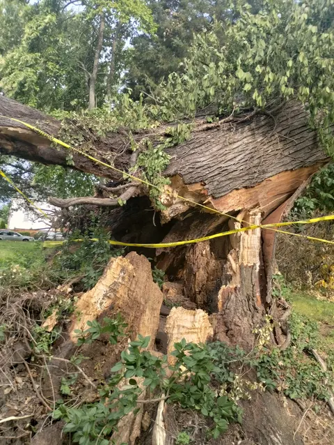 Storm damage tree removal in Saint Louis MO