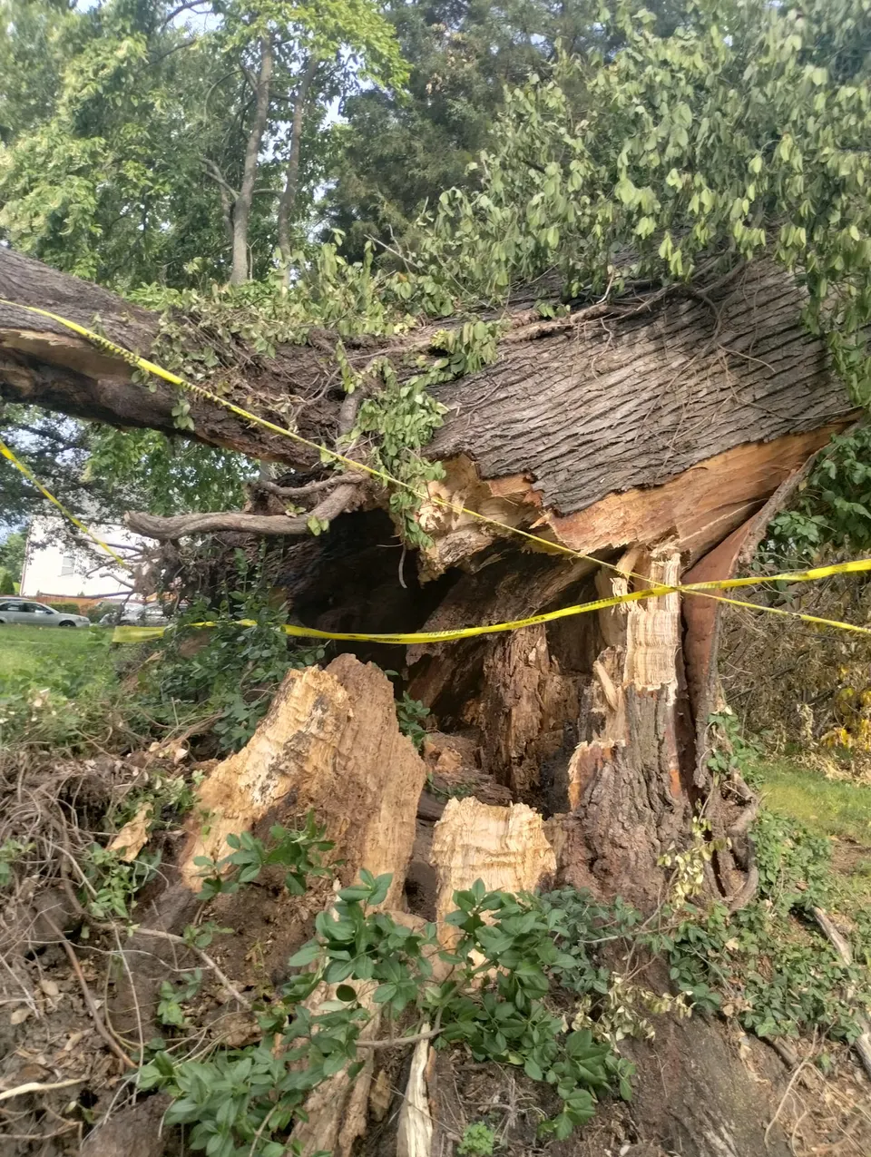 Storm-damaged tree on residential property requiring removal in Saint Louis MO