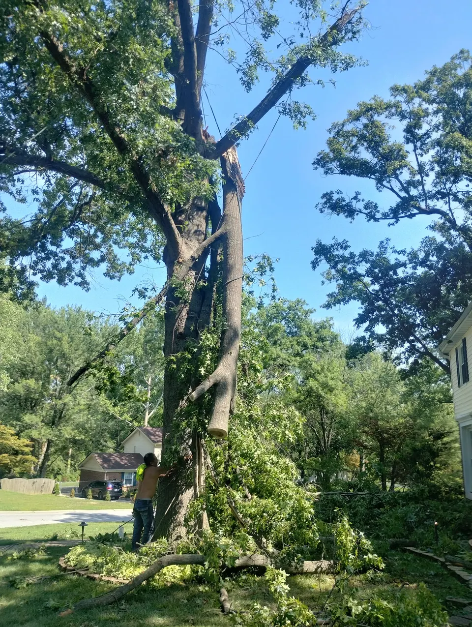 Arborist climbing into the canopy of a mature shade tree in St. Louis