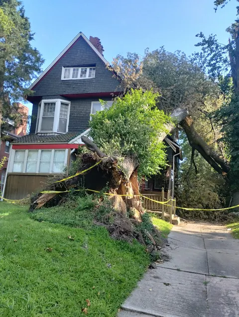 After storm damage cleanup completed by Thompson's Tree Care Saint Louis MO
