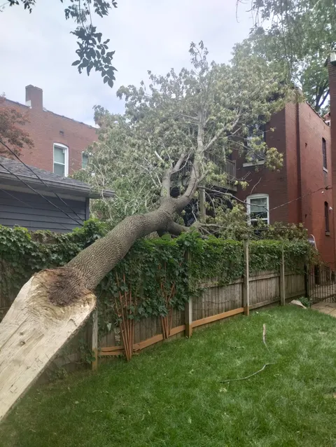 Thompson's Tree Care crew performing emergency tree removal after storm in Saint Louis MO