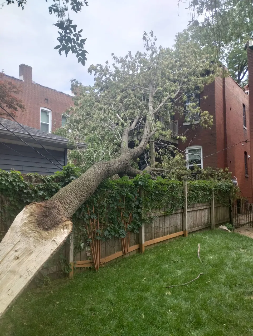 Storm-uprooted tree leaning onto a brick house in St. Louis