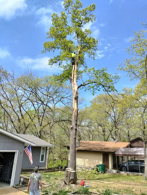 Large tree removal in Belleville, IL