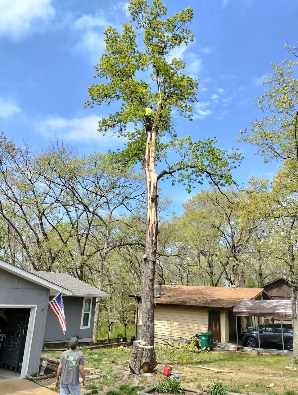 Professional tree trimming and pruning service in Saint Louis MO