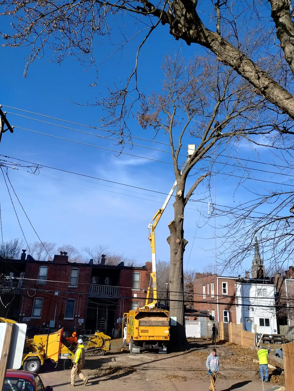 Professional tree service crew working in the Saint Louis area