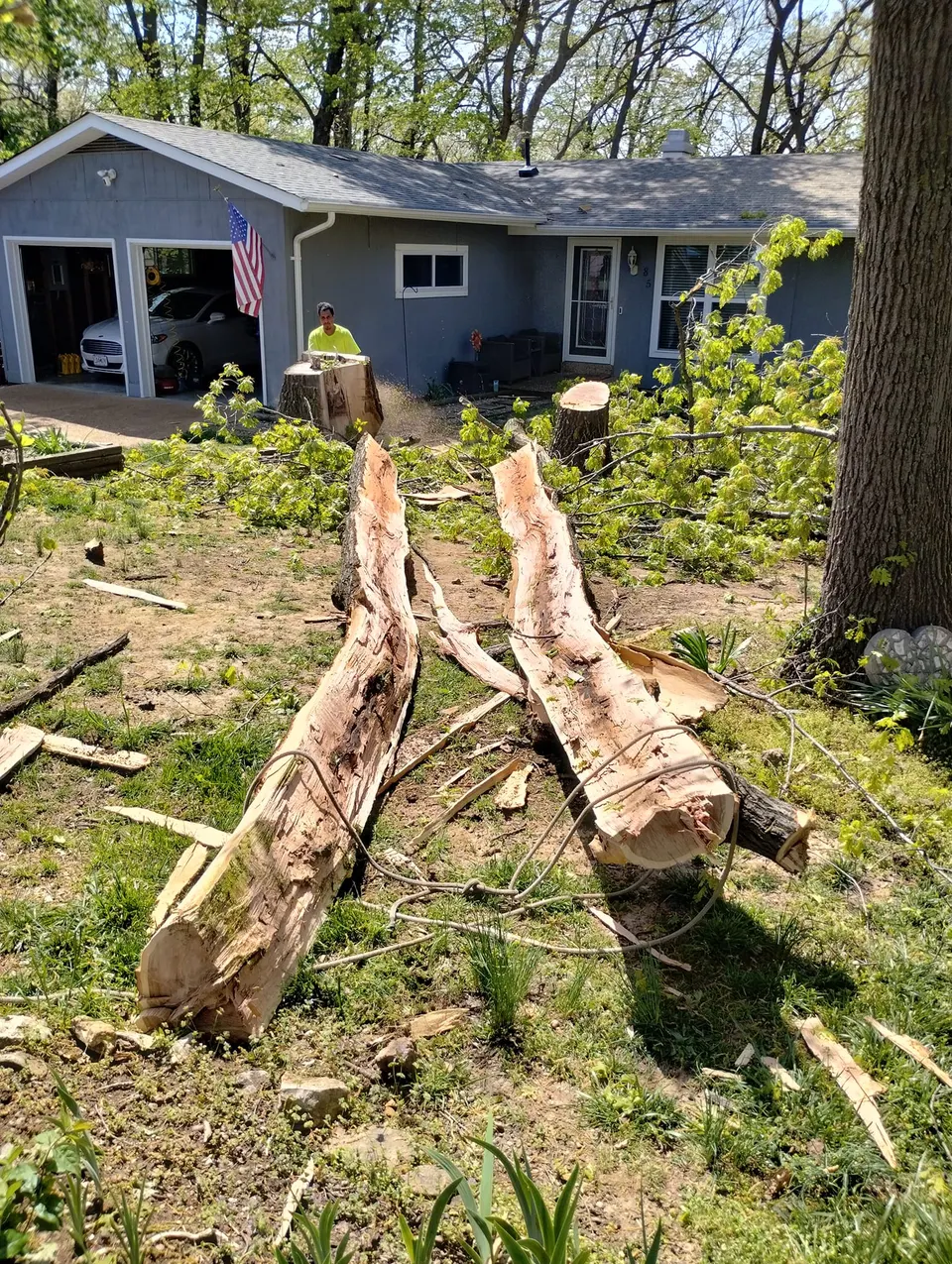 Tree removal crew safely cutting down a large tree in Saint Louis MO