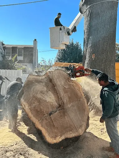 Crew performing sectional dismantling of large tree in Saint Louis MO
